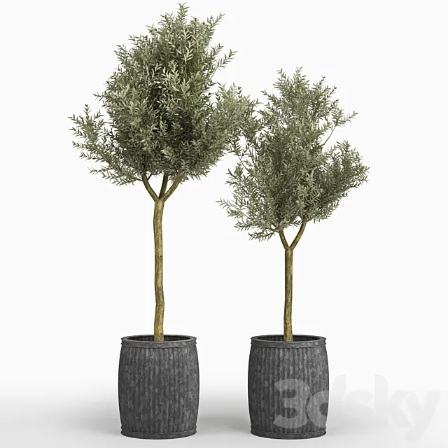 Olive tree (Olea europaea) 3DModel