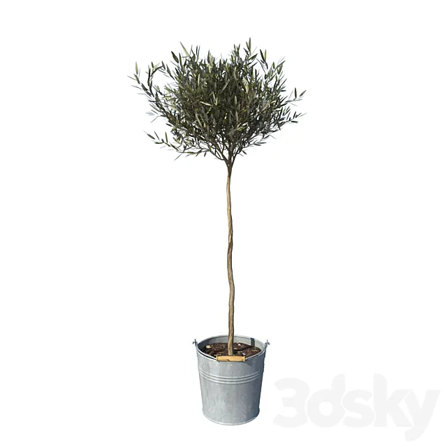 olive tree small 3DModel - 3DSKY Decor Helper