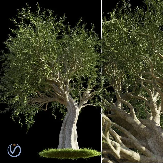 Olive Tree (with grass) 3D Model