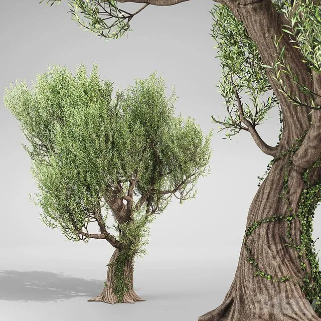 Olive Tree With Vines 3D Model