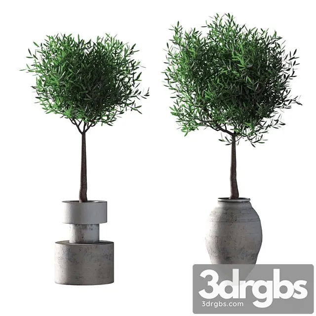 Olive trees. 2 models