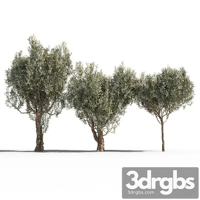 Olive Trees 3 3D Model Download