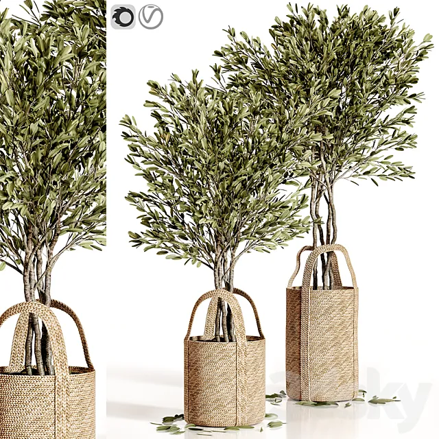 Olive trees 5 3D Model Olive trees 5 3D Model