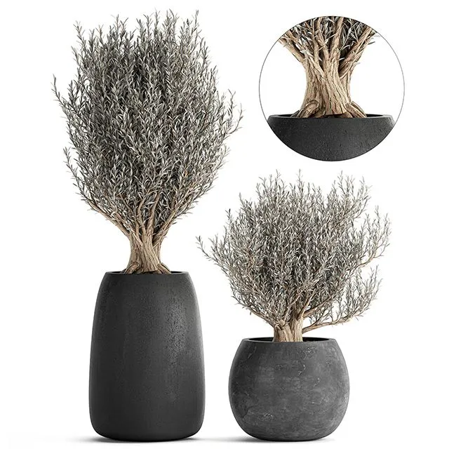 Olive trees in black outdoor pots Set 809 3D Model