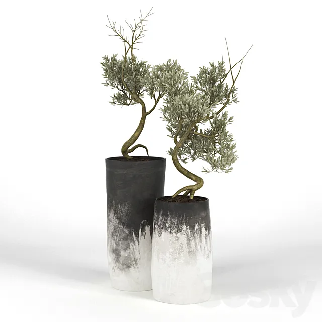 Olive_Tree_III 3DModel Olive_Tree_III 3DModel