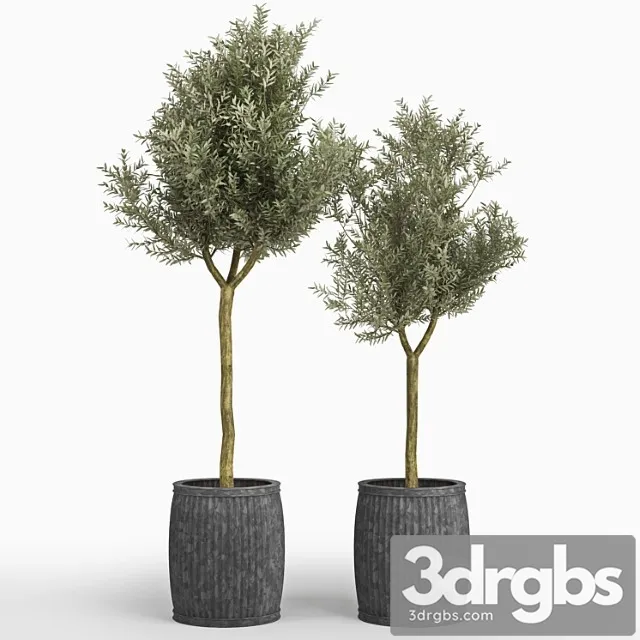 Olivkovoie Dierievo Olea Europaea 3D Model Download