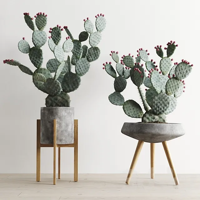 Opuntia In Concrete Planters. Cactus set 1 3DModel Opuntia In Concrete Planters. Cactus set 1 3DModel