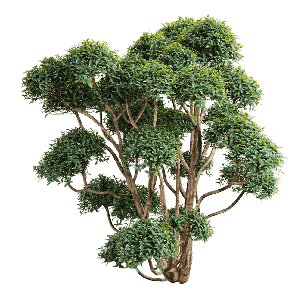 Orac Decor  – Phillyrea latifolia 1 3D Model