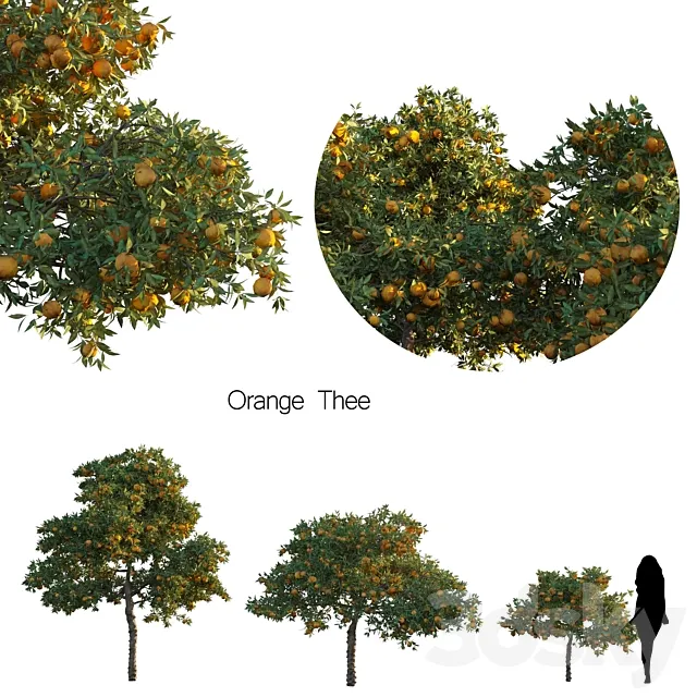 Orange thee 3D Model