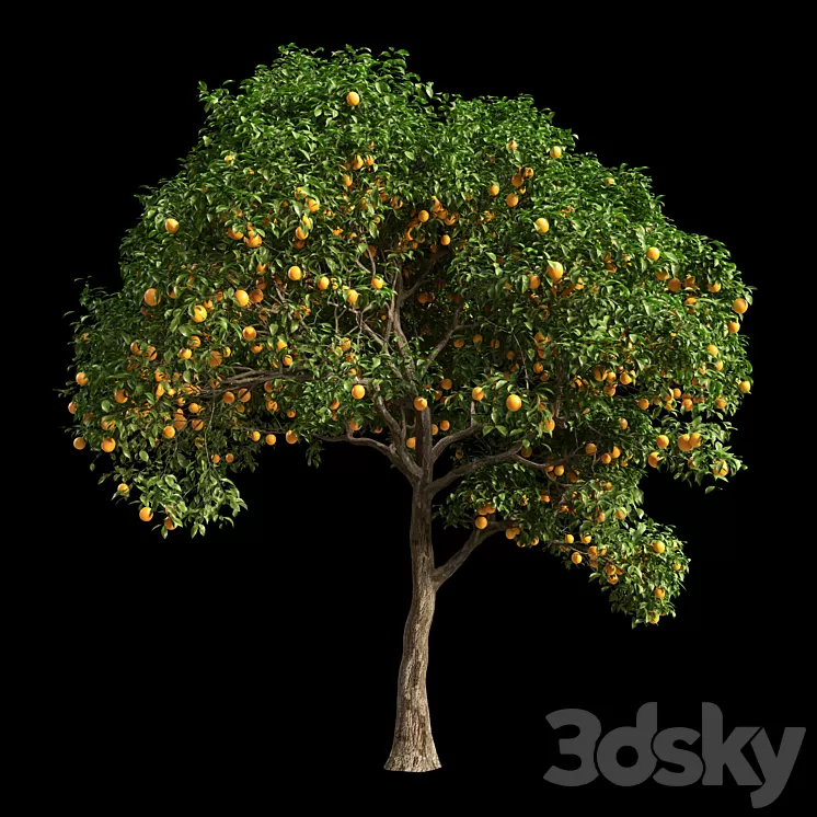Orange Tree 10 3D Model