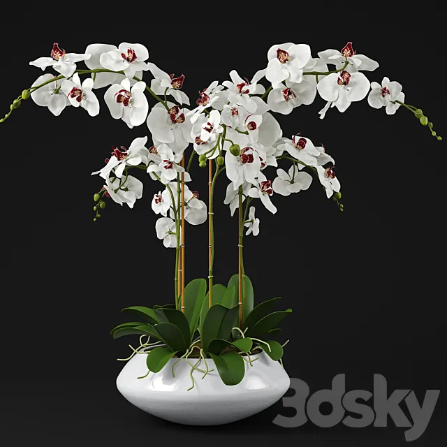 Orchid 11 3DModel Orchid 11 3DModel