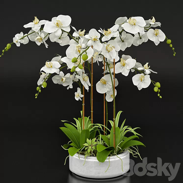 Orchid 13 3D Model Orchid 13 3D Model