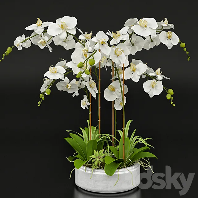 Orchid 13 3DModel