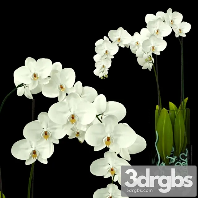 Orchid 3D Model Download Orchid 3D Model Download