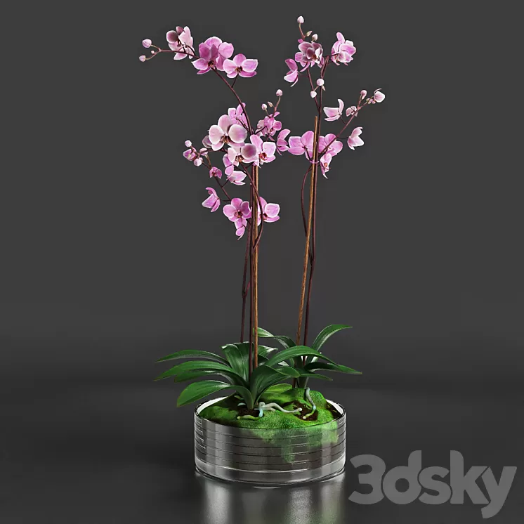 Orchid 3D Model Orchid 3D Model