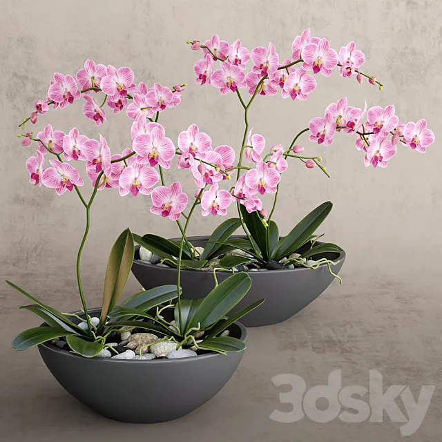 Orchid 3DModel Orchid 3DModel