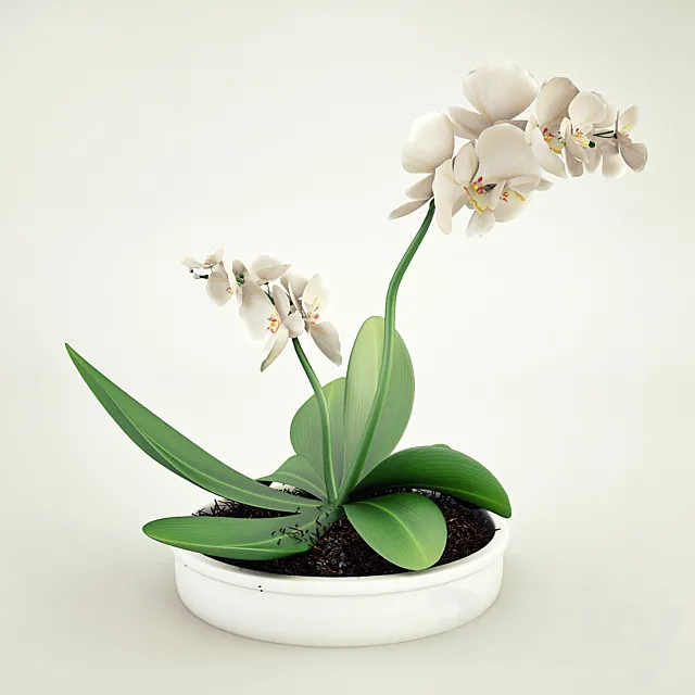 Orchid 3DModel Orchid 3DModel