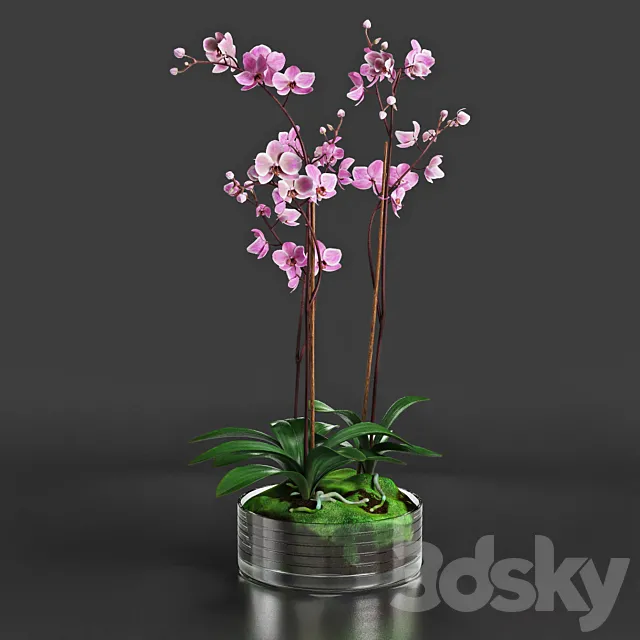 Orchid 3DModel Orchid 3DModel
