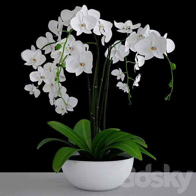 Orchid 3DModel Orchid 3DModel