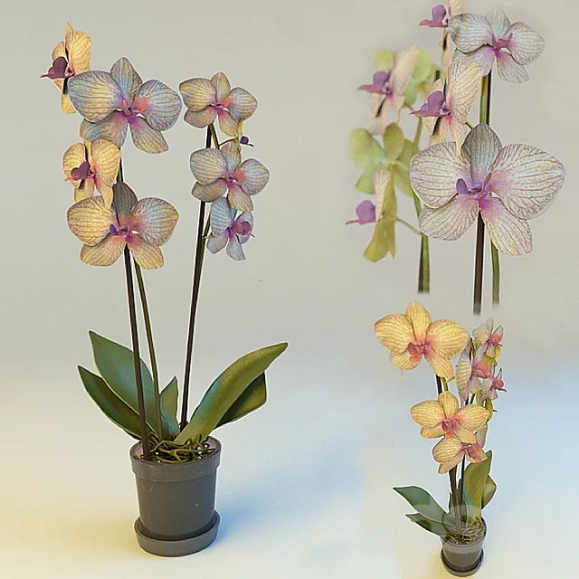 Orchid 3DModel Orchid 3DModel