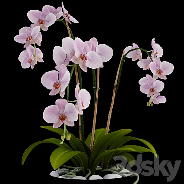 Orchid 3DModel Orchid 3DModel