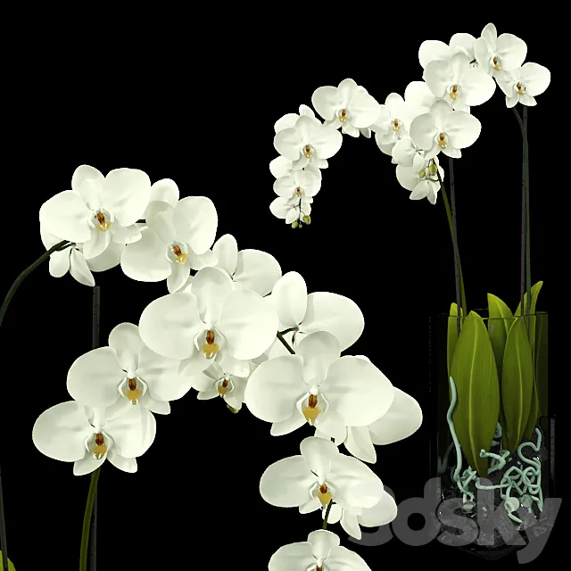 Orchid 3DModel Orchid 3DModel