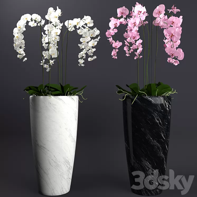 Orchid 4 3D Model Orchid 4 3D Model