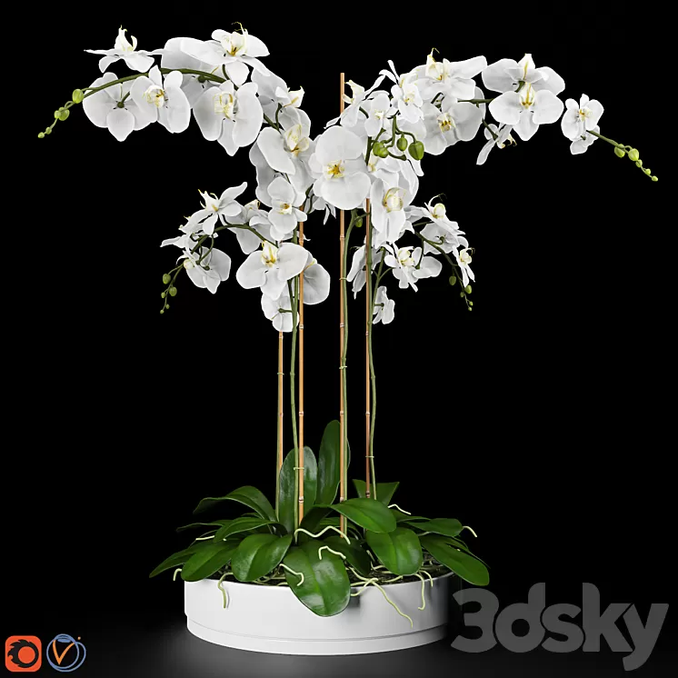 Orchid 5 3D Model Orchid 5 3D Model