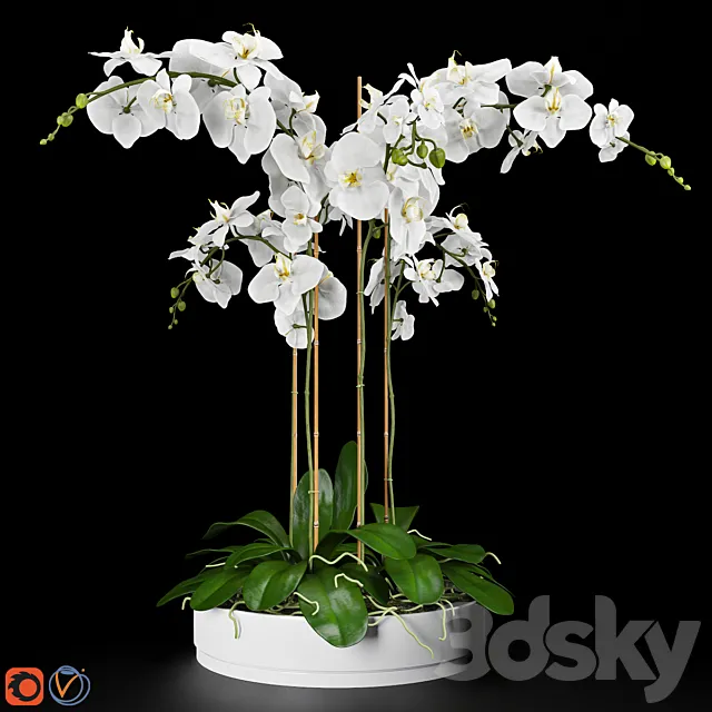 Orchid 5 3DModel Orchid 5 3DModel