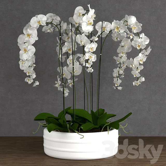 Orchid 6 3D Model Orchid 6 3D Model