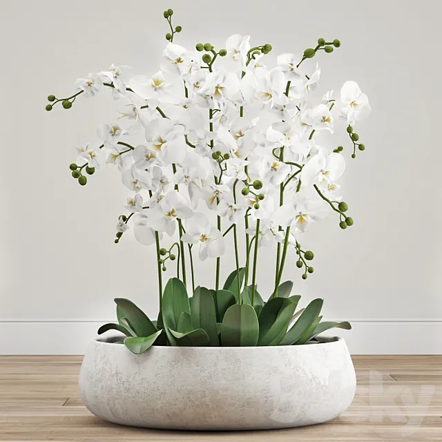 Orchid arrangement 3D Model