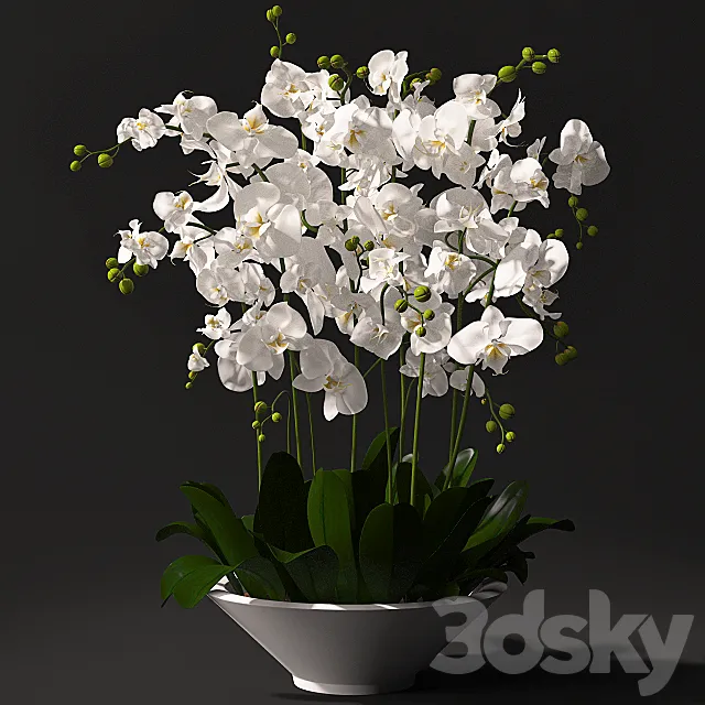 Orchid arrangement 3DModel Orchid arrangement 3DModel