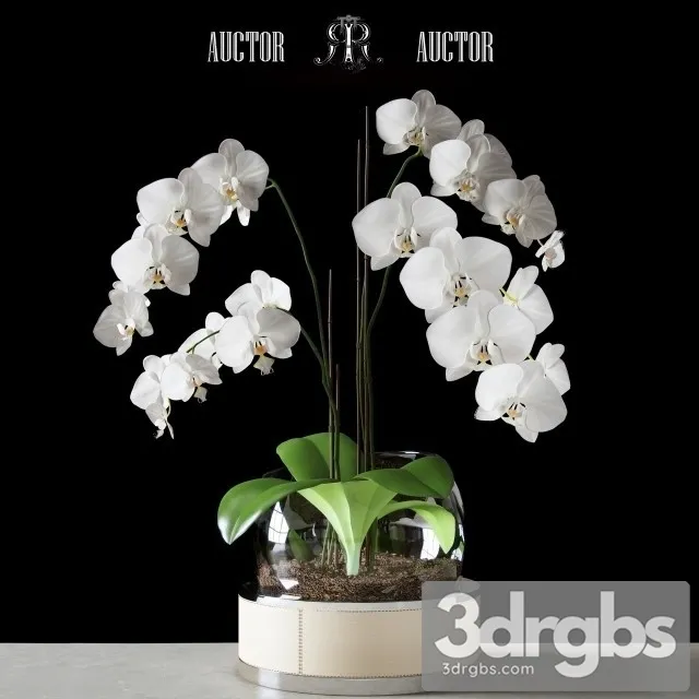 Orchid Art Auctor 3D Model Download Orchid Art Auctor 3D Model Download