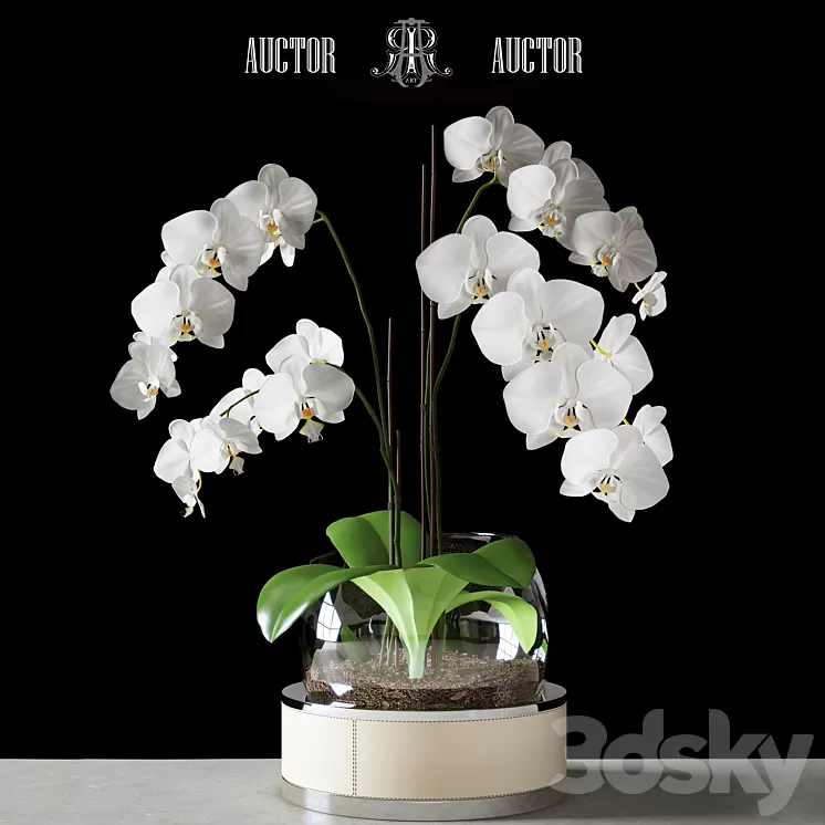 Orchid ART Auctor 3D Model Orchid ART Auctor 3D Model