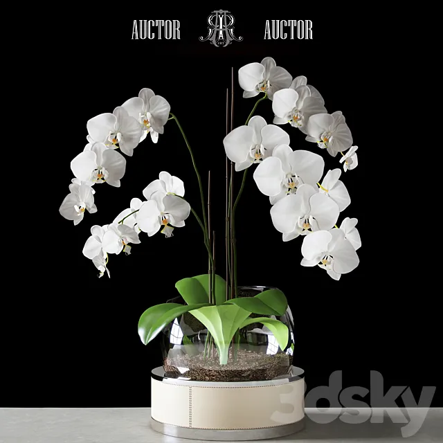 Orchid ART Auctor 3DModel Orchid ART Auctor 3DModel