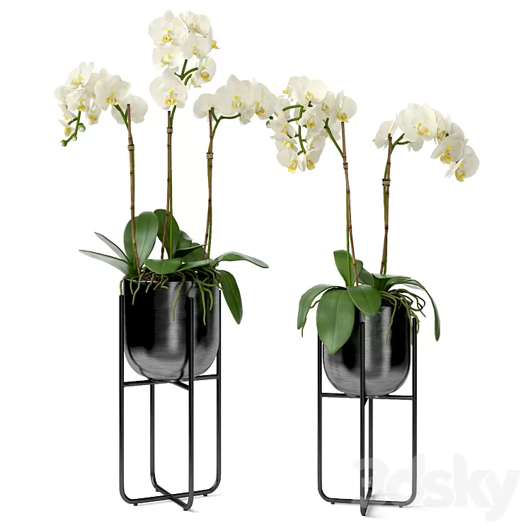 Orchid in a pot 3D Model Free Download