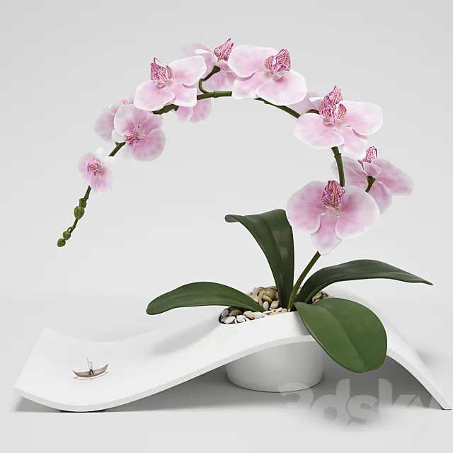 Orchid (phalaenopsis) 3DModel Orchid (phalaenopsis) 3DModel
