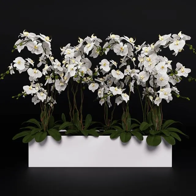 Orchid (phalaenopsis) bouquet 3 3D Model Orchid (phalaenopsis) bouquet 3 3D Model