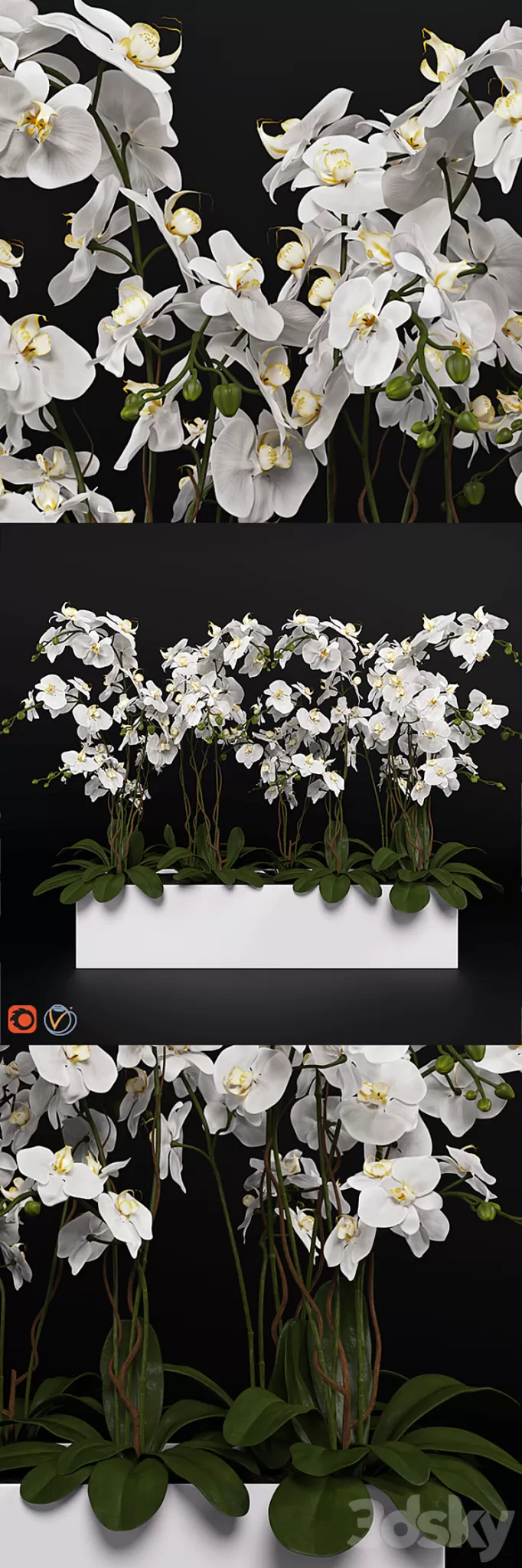 Orchid (phalaenopsis) bouquet 3 3D Model Orchid (phalaenopsis) bouquet 3 3D Model
