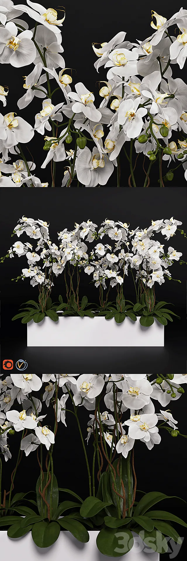 Orchid (phalaenopsis) bouquet 3 3DModel Orchid (phalaenopsis) bouquet 3 3DModel