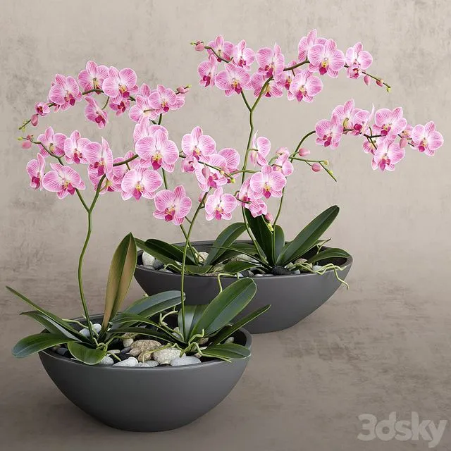 Orchid pink color 3D Model