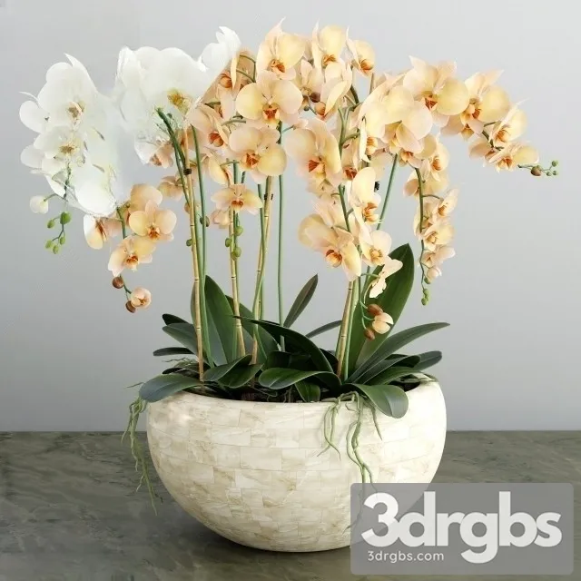 Orchid Purple 2 3D Model Download Orchid Purple 2 3D Model Download