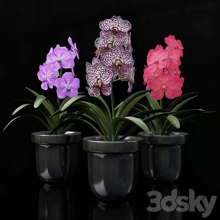 Orchid Vanda 3D Model Orchid Vanda 3D Model