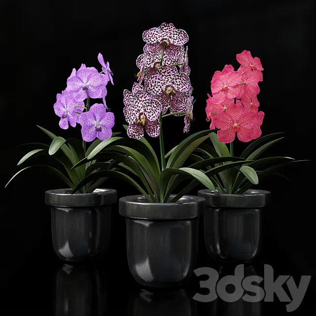 Orchid Vanda 3DModel Orchid Vanda 3DModel