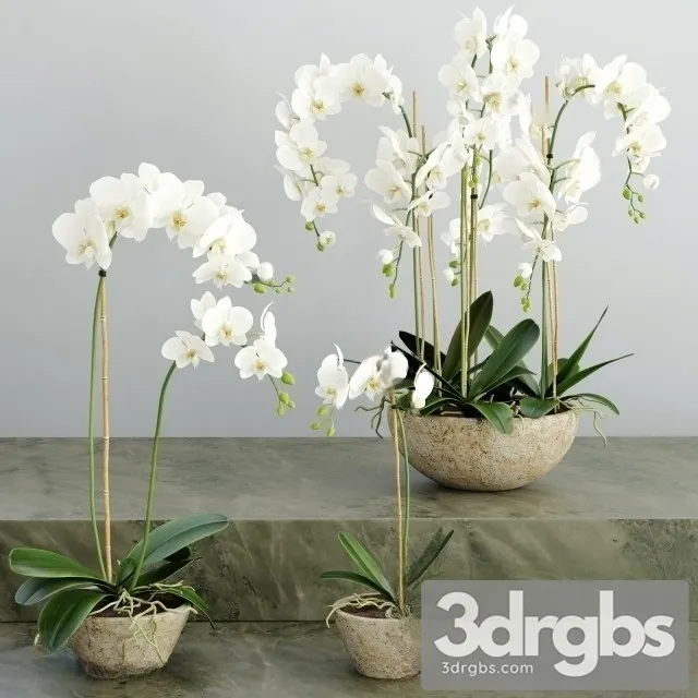 Orchid White Bouquet 3D Model Download Orchid White Bouquet 3D Model Download