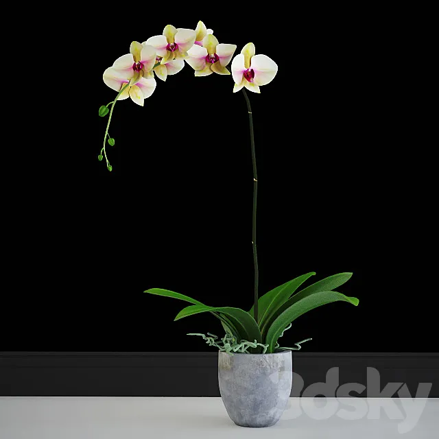 Orchid yellow classic 3D Model Orchid yellow classic 3D Model