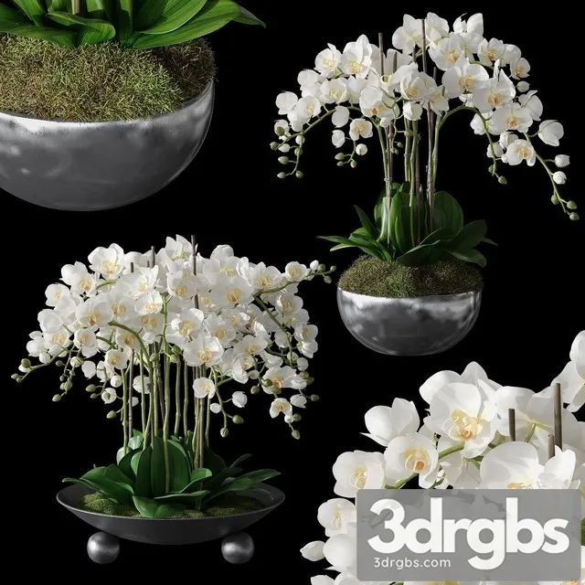 Orchids 1 3D Model Download Orchids 1 3D Model Download