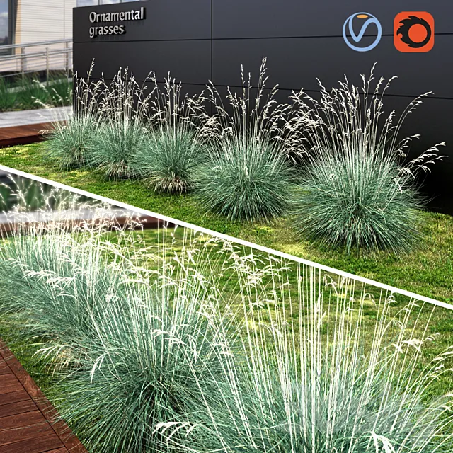 Ornamental grass dry blue 3D Model Ornamental grass dry blue 3D Model