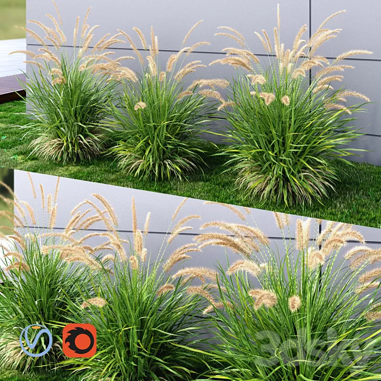 Ornamental grass Fountaingrass green 3D Model Ornamental grass Fountaingrass green 3D Model