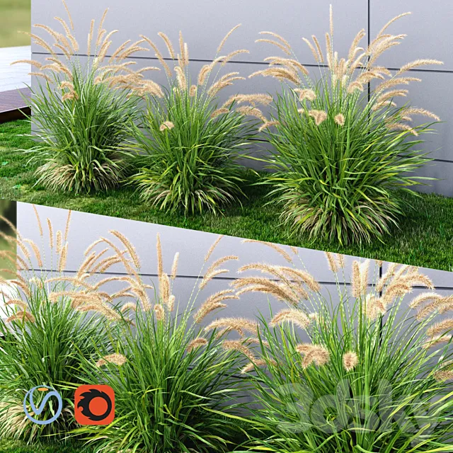 Ornamental grass Fountaingrass green 3DModel Ornamental grass Fountaingrass green 3DModel